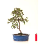 Acheter Bonsai Azalée Satsuki 35 cm Sankaly Bonsai