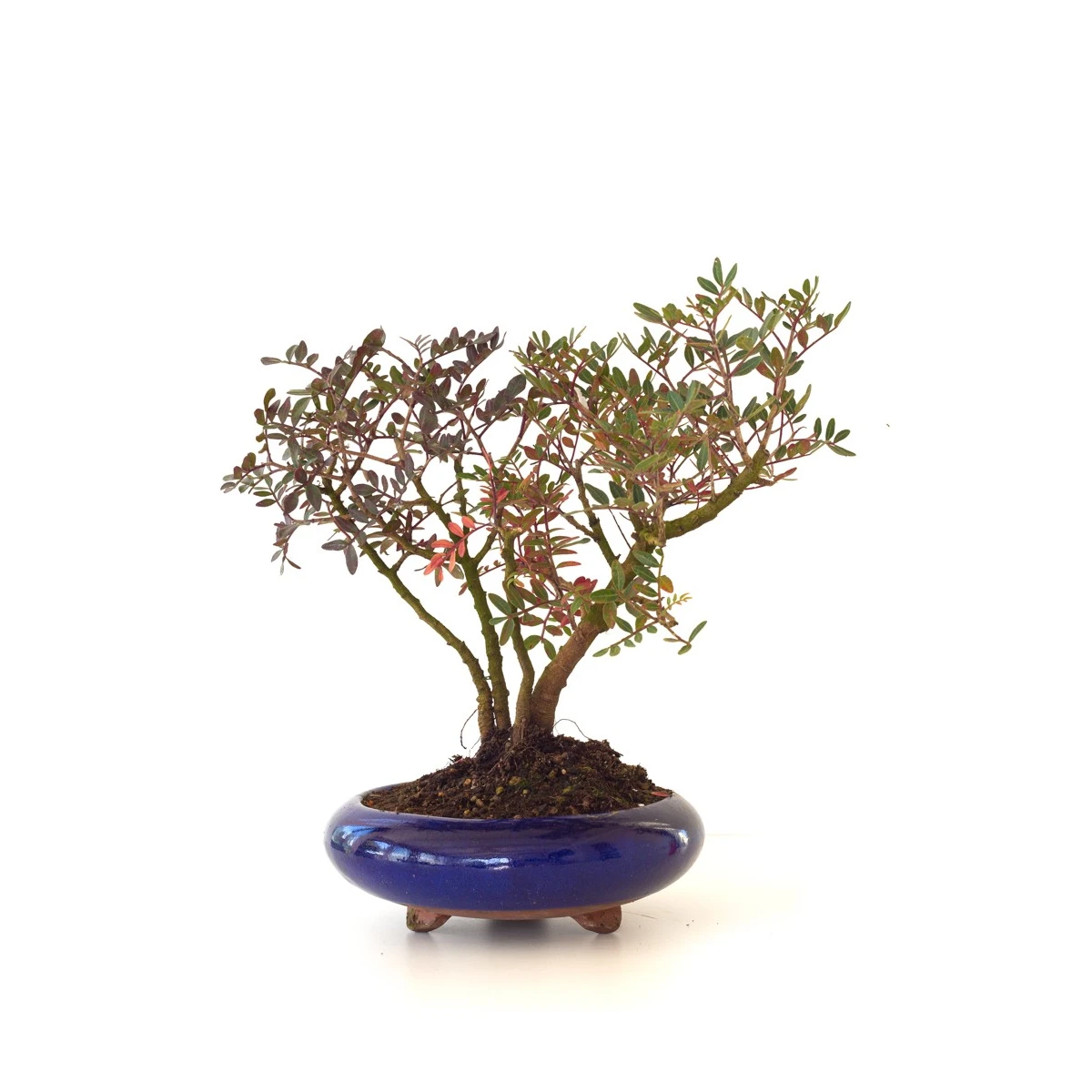 Vente de Bonsai Pistachier Lentisque, Pistacia Lentiscus, 36 cm