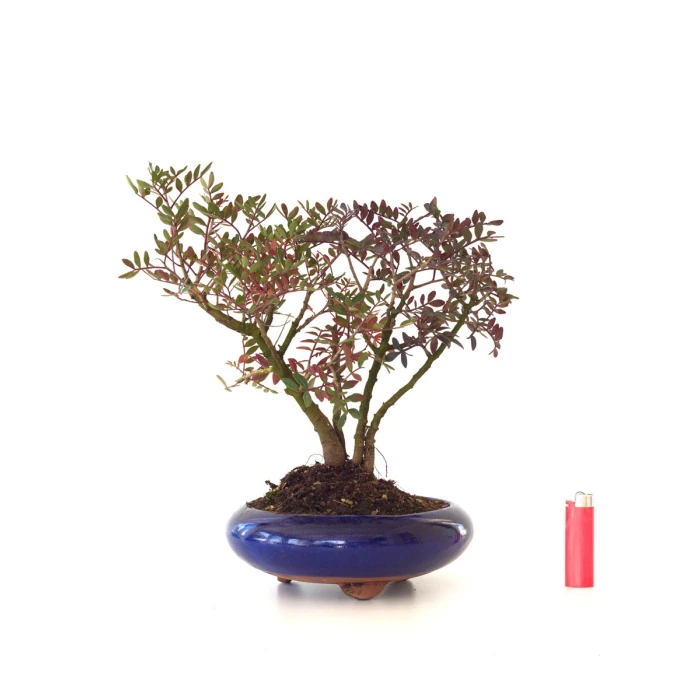 Achat Bonsai Pistachier Pistacia 36 cm Sankaly Bonsai