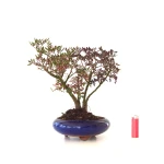 Achat Bonsai Pistachier Pistacia 36 cm Sankaly Bonsai