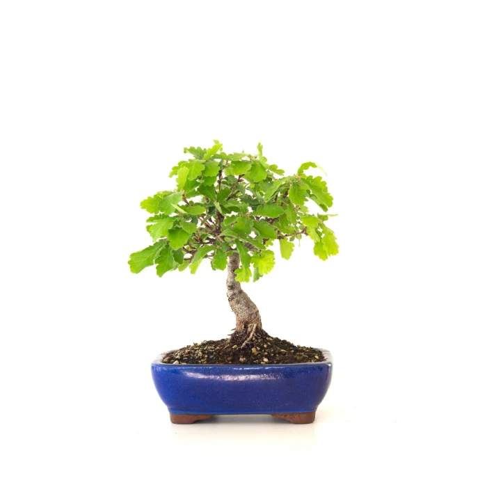 Vente Bonsai Chène blanc Quercus Pubescens 34 cm Sankaly Bonsai