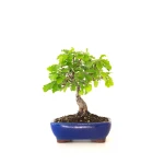 Vente Bonsai Chène blanc Quercus Pubescens 34 cm Sankaly Bonsai