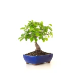 Achat Bonsai Chène blanc Quercus Pubescens 34 cm Sankaly Bonsai
