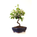 Achat Bonsai Malus Pommier Sankaly Bonsai