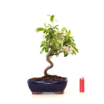 Acheter Bonsai Malus Pommier Sankaly Bonsai