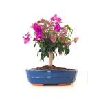 Achat Bonsai Bougainvillier Sankaly Bonsai BG260402FB