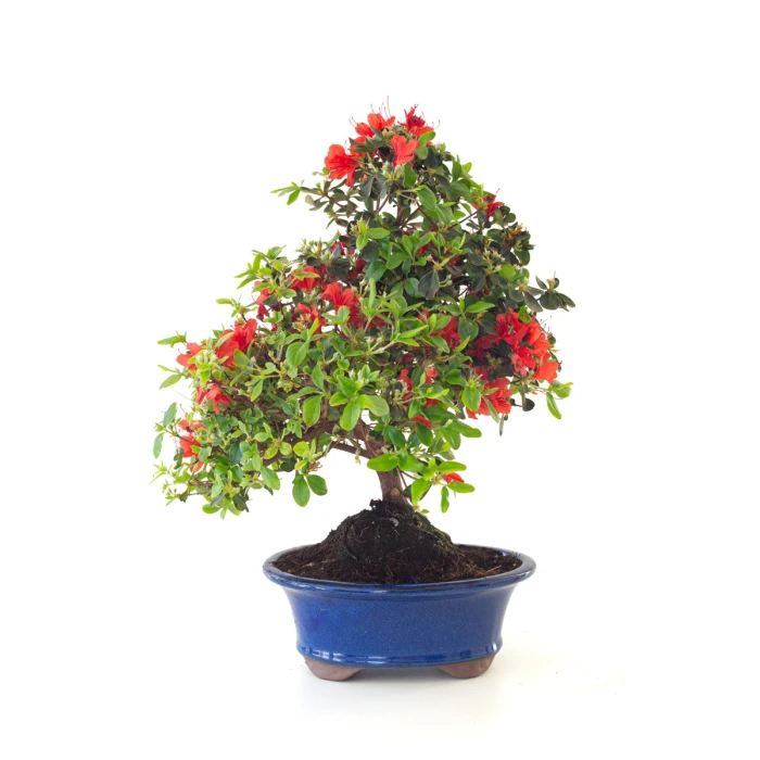 Achat Bonsai Azalée Satsuki 44 cm Sankaly Bonsai AZ260410MB