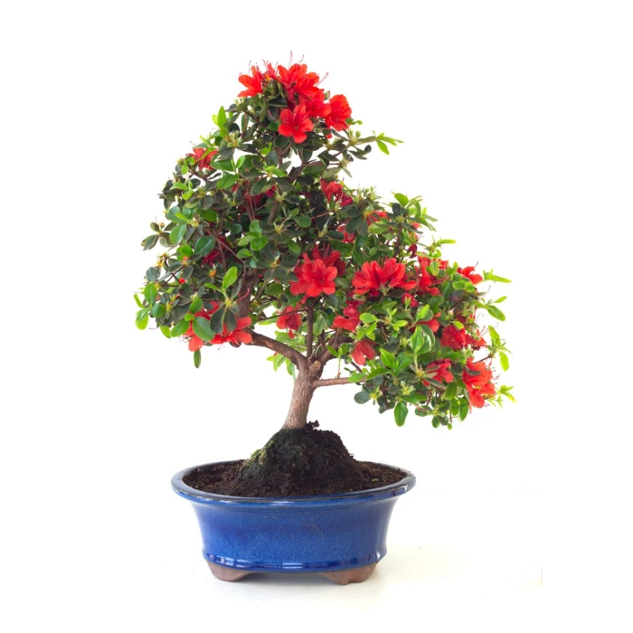 Acheter Bonsai Azalée Satsuki 44 cm Sankaly Bonsai AZ260410MB