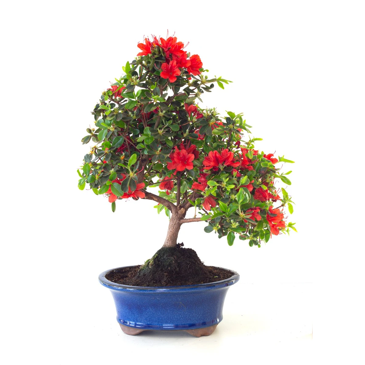 Acheter Bonsai Azalée Satsuki 44 cm Sankaly Bonsai AZ260410MB