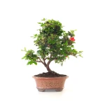 Achat Bonsai Azalée Satsuki 42 cm Sankaly Bonsai AZ260411MB