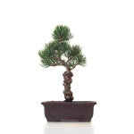 Acheter Bonsai Pinus Pentaphylla, Pin blanc du Japon 31 cm PPJP260401MB