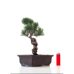 Boutique Bonsai Pinus Pentaphylla, Pin blanc du Japon 31 cm PPJP260401MB