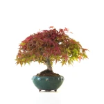 Achat Bonsai Acer Palmatum Deshojo 30 cm APD260410MB Sankaly Bonsai