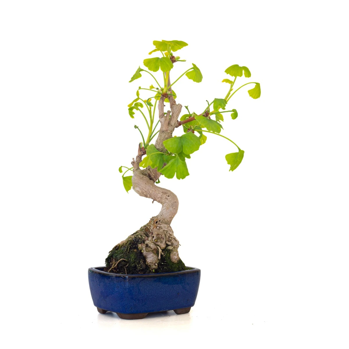 Achat Bonsai Ginkgo Biloba 35 cm Sankaly Bonsai