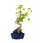 Achat Bonsai Ginkgo Biloba 35 cm Sankaly Bonsai