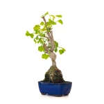 Bonsaï Azalée Satsuki 40 cm 16/17 ans – Rhododendron indicum | Sankaly Bonsai