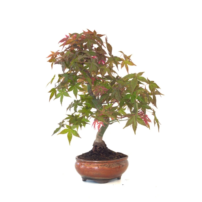 Achat Bonsai Acer Palmatum Deshojo 46 cm APD260411MB Sankaly Bonsai