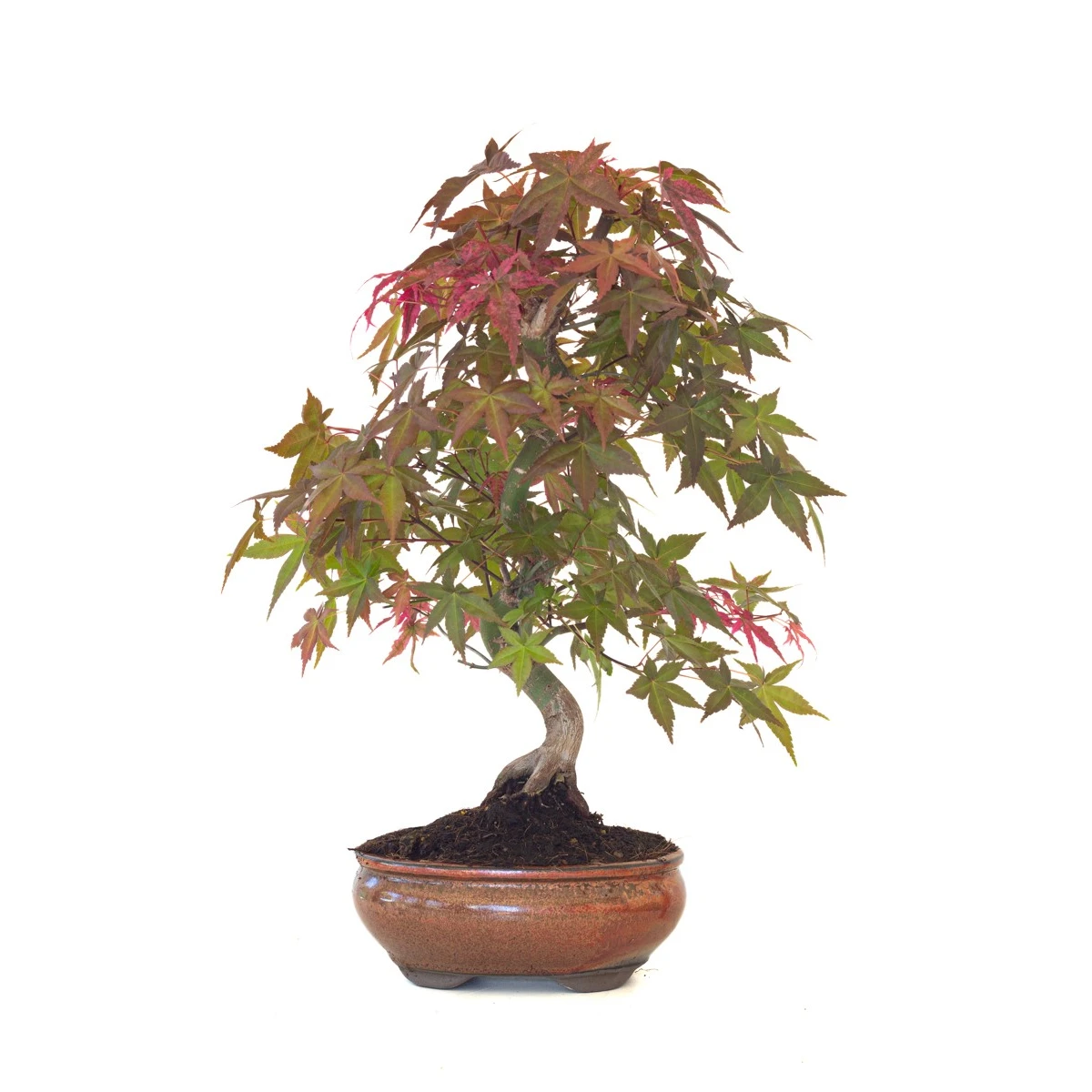 Acheter Bonsai Acer Palmatum Deshojo 46 cm APD260411MB Sankaly Bonsai
