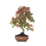 Acheter Bonsai Acer Palmatum Deshojo 46 cm APD260411MB Sankaly Bonsai
