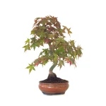 Vente de Bonsai Acer Palmatum Deshojo 46 cm APD260411MB Sankaly Bonsai