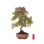 Acheter Bonsai Erable rouge du Japon 46 cm APD260411MB Sankaly Bonsai