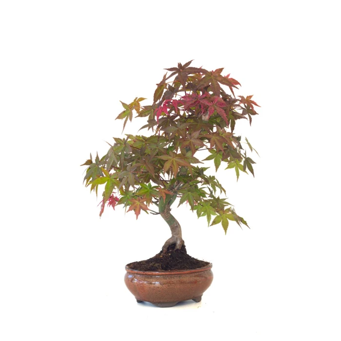 Vente de Bonsai Erable rouge du Japon 46 cm APD260411MB Sankaly Bonsai
