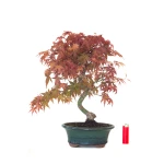 Achat Bonsai Acer Palmatum Deshojo 46 cm APD260412MB Sankaly Bonsai