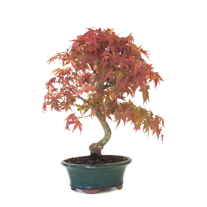 Vente de Bonsai Acer Palmatum Deshojo 46 cm APD260412MB Sankaly Bonsai