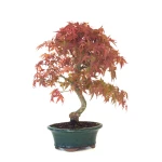 Vente de Bonsai Acer Palmatum Deshojo 46 cm APD260412MB Sankaly Bonsai