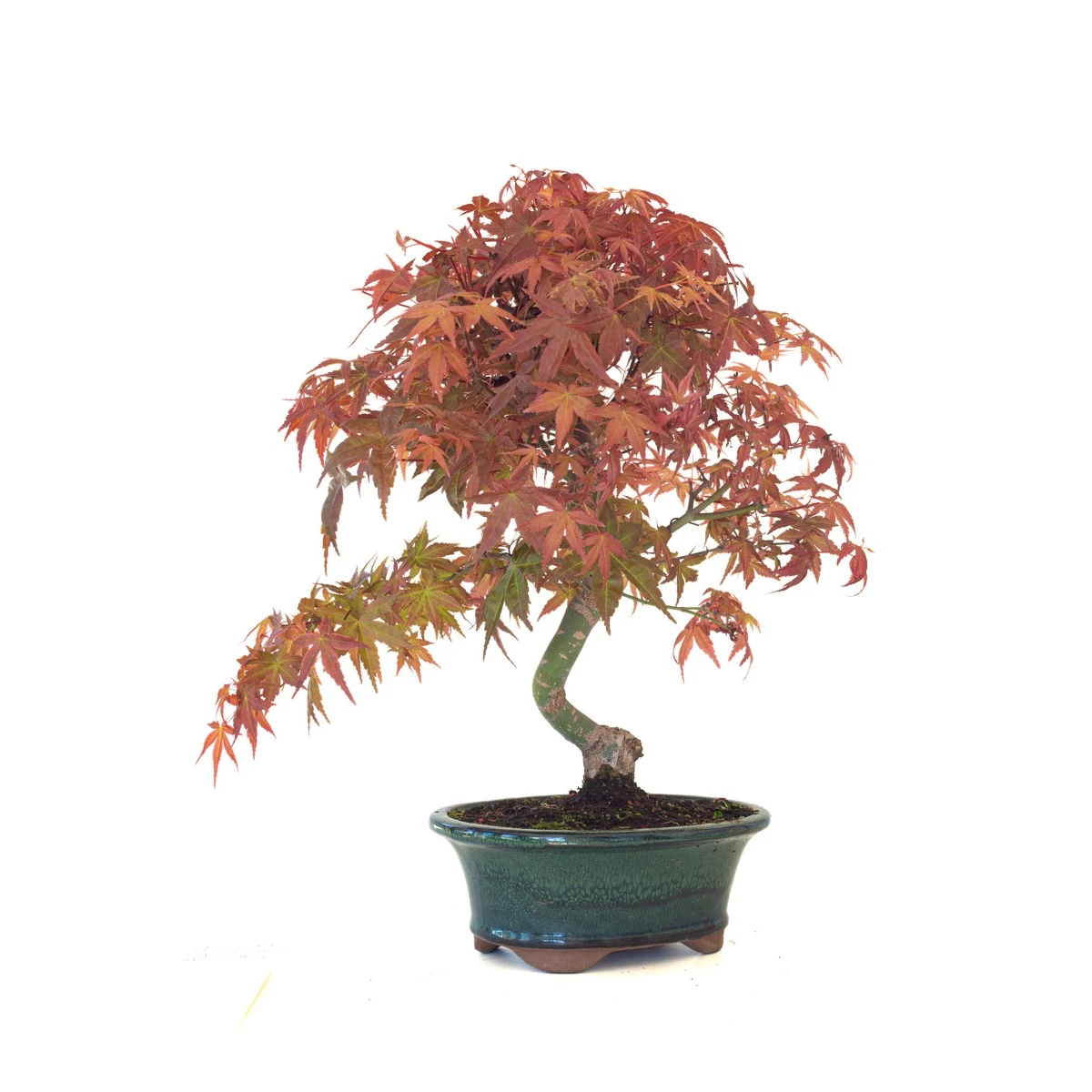 Acheter Bonsai Acer Palmatum Deshojo 46 cm APD260412MB Sankaly Bonsai