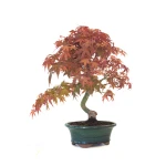 Acheter Bonsai Acer Palmatum Deshojo 46 cm APD260412MB Sankaly Bonsai