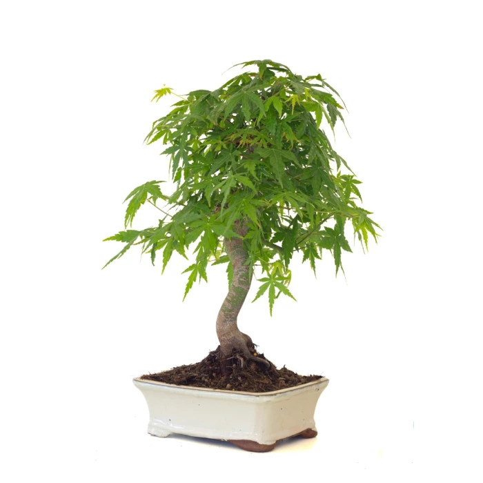 Vente de Bonsai Acer Palmatum Erable palmé du Japon 47 cm AP260411MB