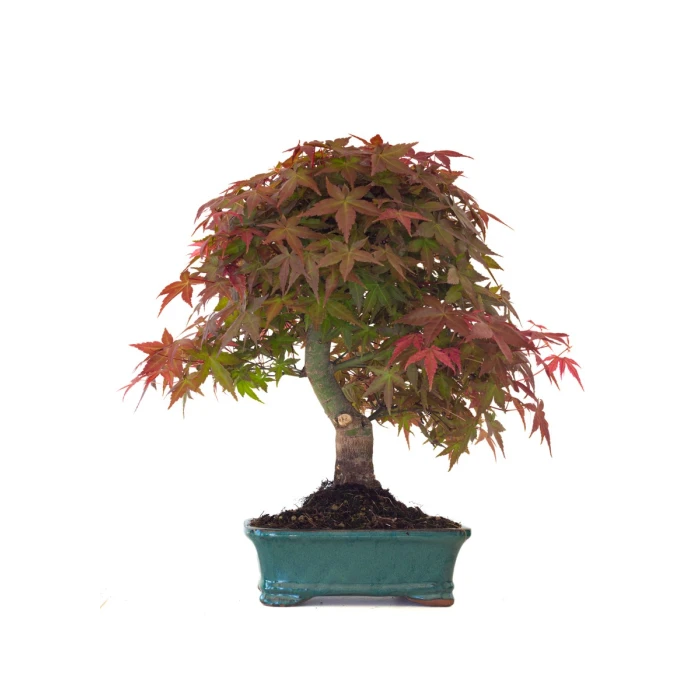 Acheter Bonsai Acer Palmatum Deshojo 46 cm APD260414MB Sankaly Bonsai