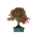 Acheter Bonsai Acer Palmatum Deshojo 46 cm APD260414MB Sankaly Bonsai