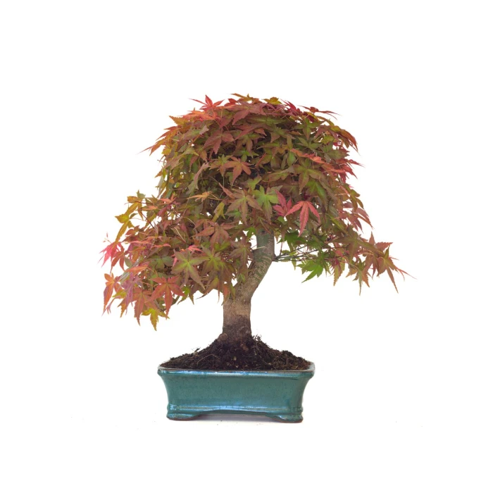Vente de Bonsai Acer Palmatum Deshojo 46 cm APD260414MB Sankaly Bonsai