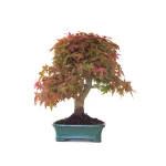 Vente de Bonsai Acer Palmatum Deshojo 46 cm APD260414MB Sankaly Bonsai