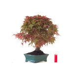 Boutique Bonsai Acer Palmatum Deshojo 46 cm APD260414MB Sankaly Bonsai