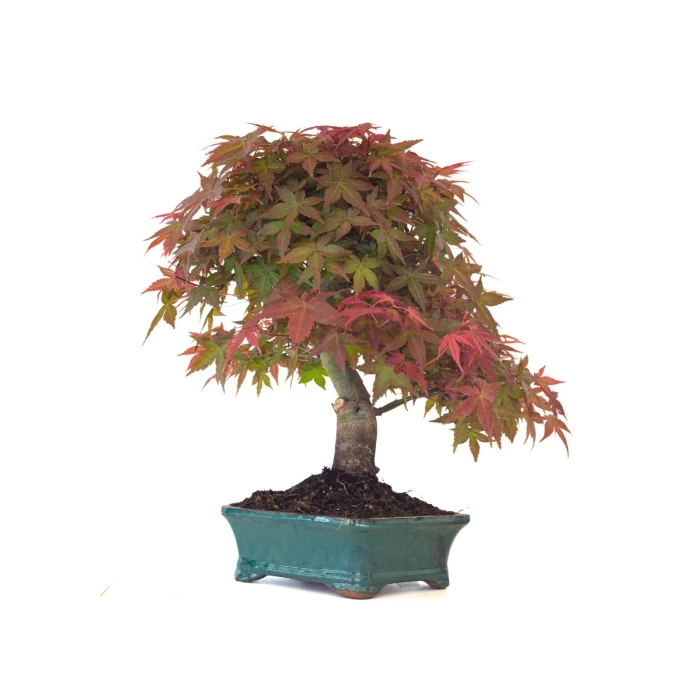 Vente Bonsai Erable Rouge Japon 46 cm APD260414MB Sankaly Bonsai