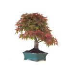 Vente Bonsai Erable Rouge Japon 46 cm APD260414MB Sankaly Bonsai