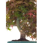 Achat Bonsai Erable Rouge Japon 46 cm APD260414MB Sankaly Bonsai