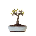 Vente Bonsai Chêne blanc Quercus Pubescens 35 cm Sankaly Bonsai