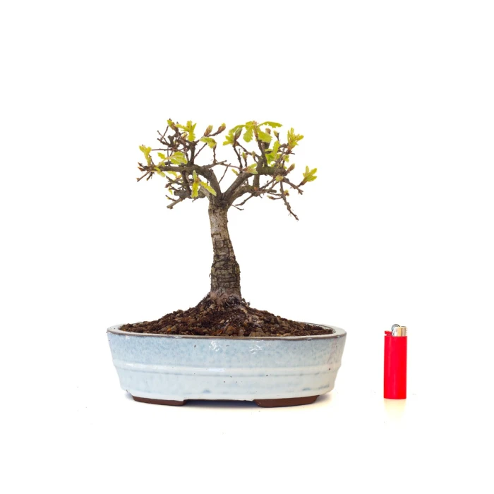 Achat Bonsai Chêne blanc Quercus Pubescens 35 cm Sankaly Bonsai