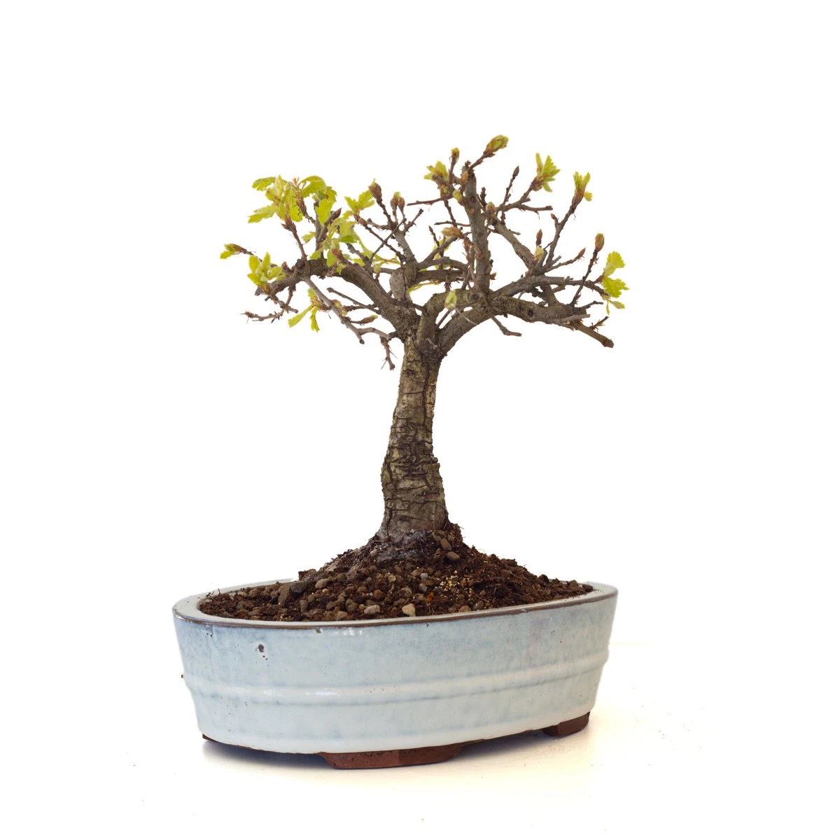 Acheter Bonsai Chêne blanc Quercus Pubescens 35 cm Sankaly Bonsai
