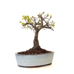 Acheter Bonsai Chêne blanc Quercus Pubescens 35 cm Sankaly Bonsai