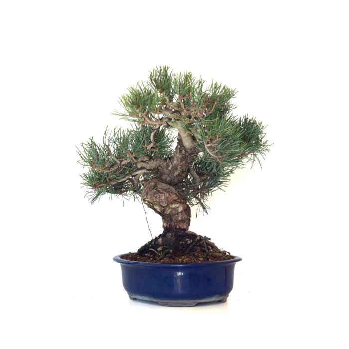 Achat Bonsai Pinus Pentaphylla, Pin blanc du Japon 45 cm PPJP260402MB