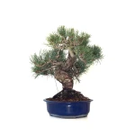 Achat Bonsai Pinus Pentaphylla, Pin blanc du Japon 45 cm PPJP260402MB