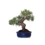 Vente de Bonsai Pinus Pentaphylla, Pin blanc du Japon 45 cm PPJP260402MB