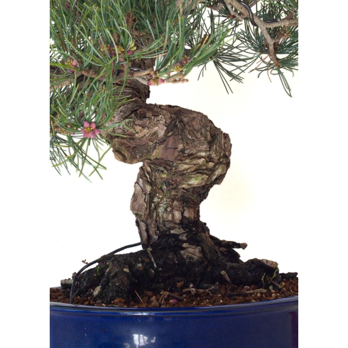 Site de vente de Bonsai Pinus Pentaphylla, Pin blanc du Japon 45 cm PPJP260402MB