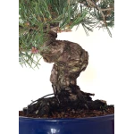 Site de vente de Bonsai Pinus Pentaphylla, Pin blanc du Japon 45 cm PPJP260402MB