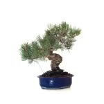 Magasin en ligne Bonsai Pinus Pentaphylla, Pin blanc du Japon 45 cm PPJP260402MB